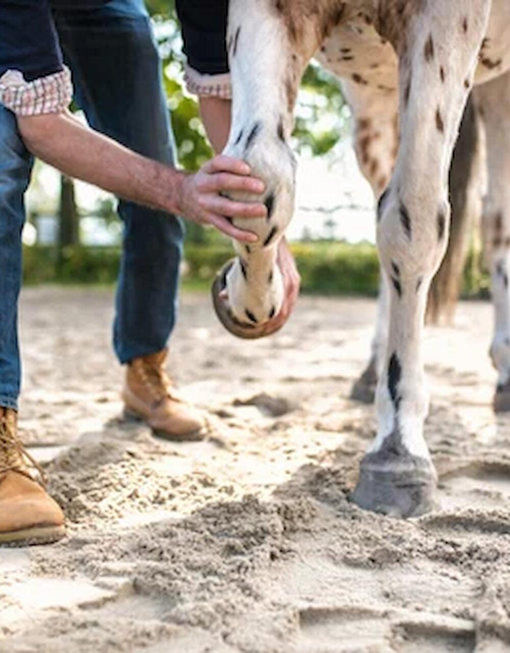 Signs of Laminitis in Horses