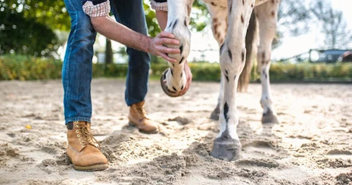Signs of Laminitis in Horses