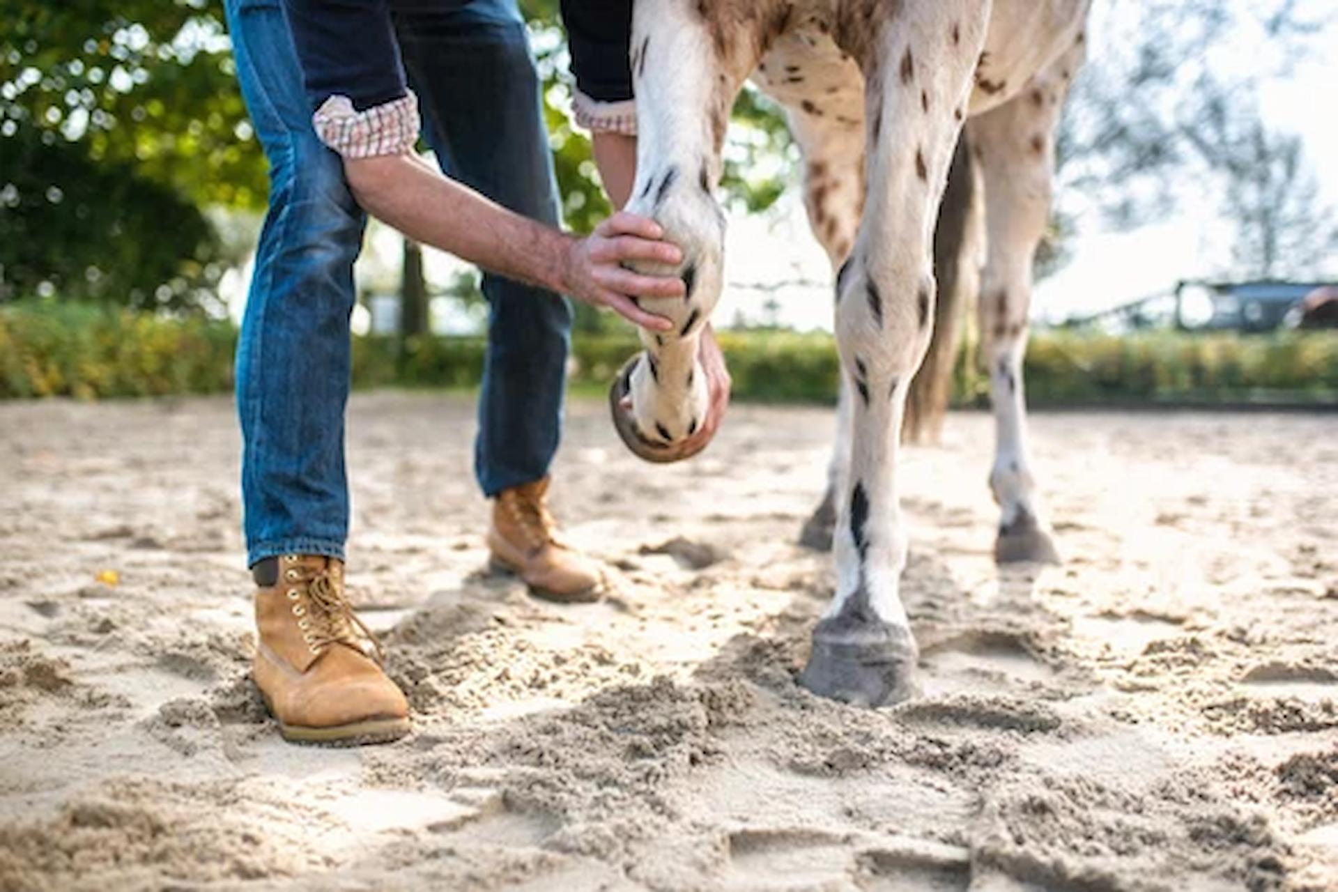 Signs of Laminitis in Horses Signs of Laminitis in Horses